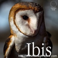 Ibis by Carlos Emesqua